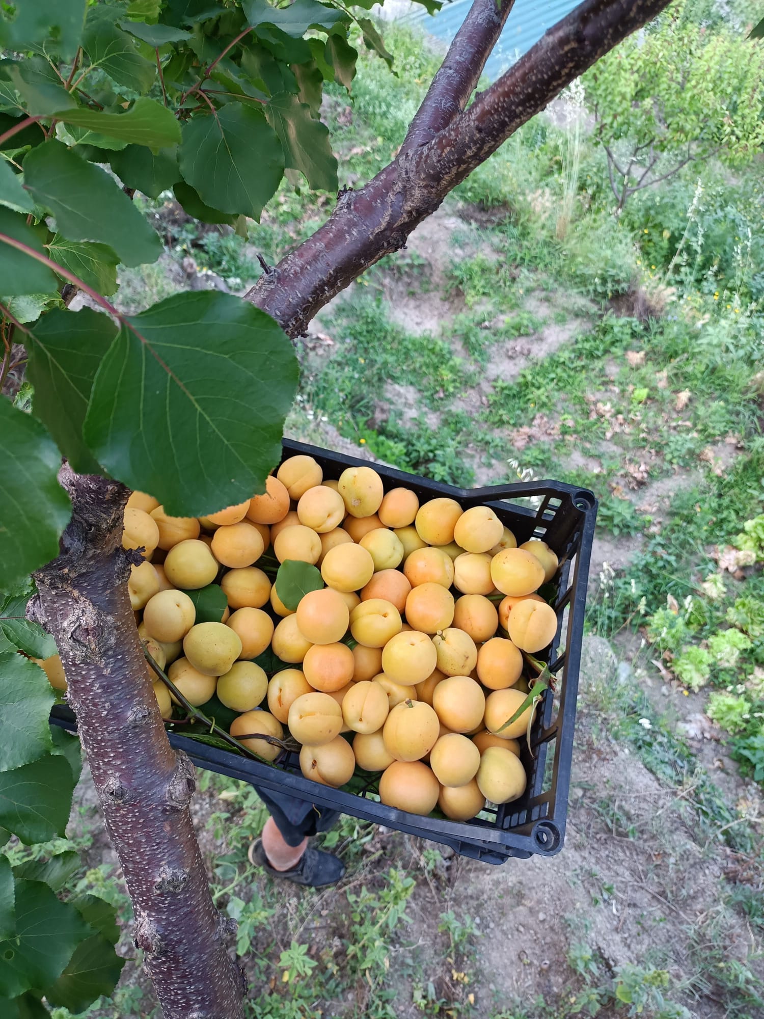 Le nostre albicocche