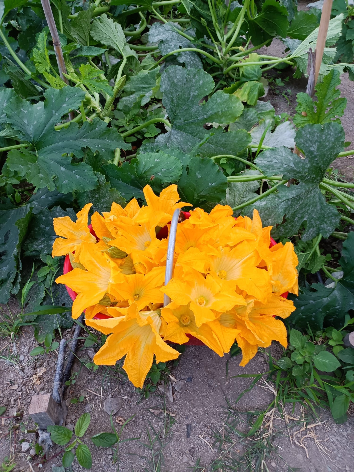 Fiori delle nostre zucchine