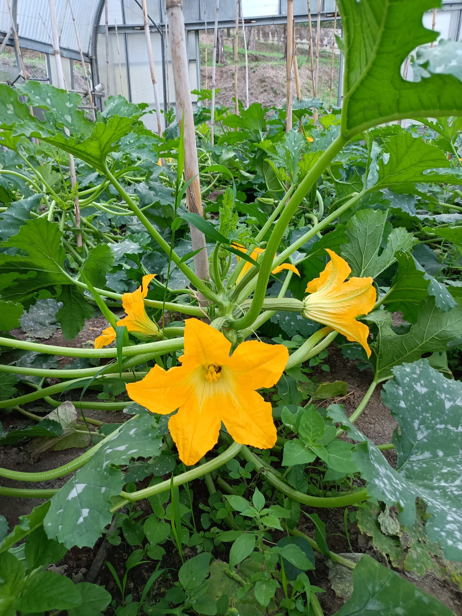 Fiori delle nostre zucchine 2